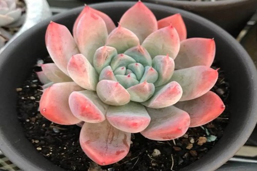 皇马铁腰肌肉撕裂伤缺2-3周 卡塞米罗复出救火:星空官网(图4) 星空官网