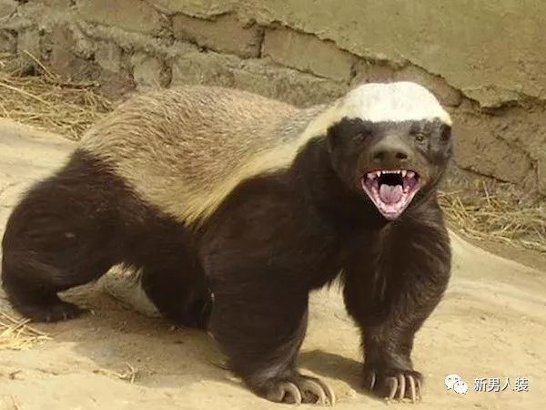 韩国恐怖游戏《阿拉哈：以恩岛的诅咒》公布 明年1月登陆Steam|星空官网